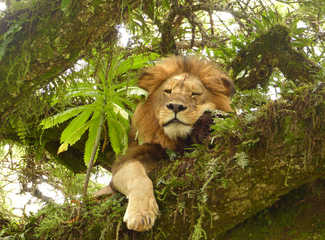 Lion flegmatique sur son arbre dans le parc naturel du Ngorongoro en Tanzanie