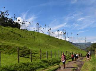 Randonnée dans la Vallée de Cocora