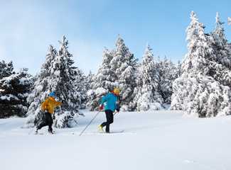 Ski de fond dans les forêts enneigées de la Laponie finlandaise