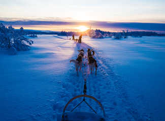 Voyage en Laponie l'hiver en chien de traineau