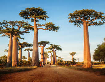 Allée des baobabs à Madagascar