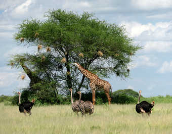 Autruches et girafes lors d'un safari au Serengeti - © Autruches et girafes lors d'un safari au Serengeti
