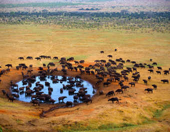 Buffalo dans le parc Kruger en Afrique du Sud