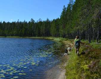 Cani-randonnée en Finlande