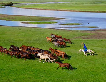 Cavalier et ses chevaux en Mongolie