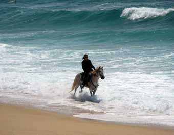 Cavalier marchant dans la mer, Alentejo - © Cavalier marchant dans la mer, Alentejo
