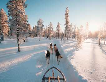 Chien de traineau pour vacances en Laponie en hiver