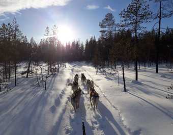 Découverte chien de traineau en Finlande, Laponie