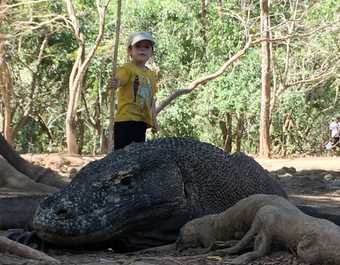 Dragon du Komodo en Indonésie