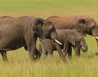 Éléphants dans la réserve  du Masaï Mara au Kenya