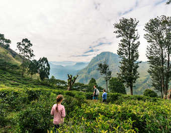 Famille dans une plantation de thé au Sri Lanka