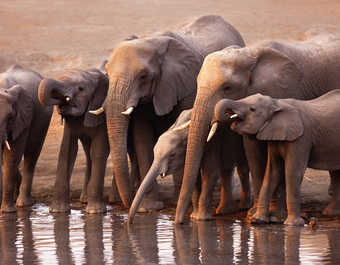 Famille d'éléphants au point d'eau