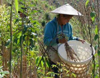 Femme laotienne qui récolte ses plantations au Laos
