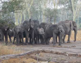 Groupe d'éléphants en liberté - © Groupe d'éléphants en liberté