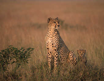 Tanzanie, parc du Serengeti, safari, guépards