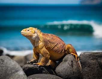 Iguane prenant le soleil aux Galapagos - © Iguane prenant le soleil aux Galapagos
