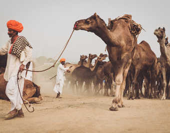 Le festival de Pushkar. - © voyage Rajasthan, Inde du nord, festival de Pushkar
