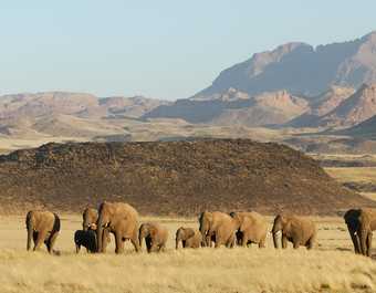 Les éléphants dans les paysages désertique de Namibie