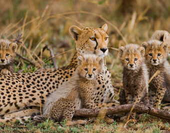 Les guépards en famille en Tanzanie