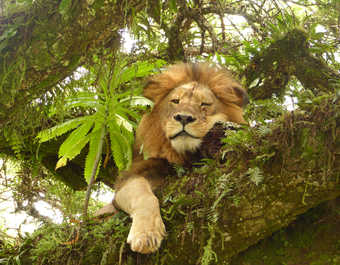 Lion flegmatique sur son arbre dans le parc naturel du Ngorongoro en Tanzanie