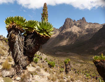 Lobélies du Mont Kenya