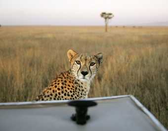 Magnifique guépard dans la plaine du Serengeti - © Magnifique guépard dans la plaine du Serengeti