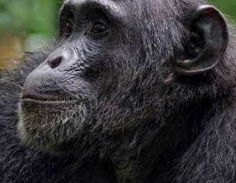 Observation des chimpanzés dans la forêt de Kibale - © Observation des chimpanzés dans la forêt de Kibale