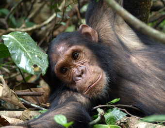Observation des chimpanzés dans la forêt de Kibale - © safari chimpanzés Kibale ouganda