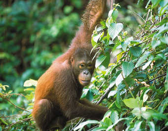 Orang-outan dans la forêt