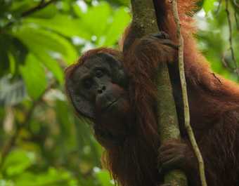 Orang-outan de Semenggoh - © Orang-outan Semenggoh Borneo