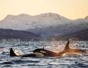 Orques durant un safari baleines en Norvège près de Tromso