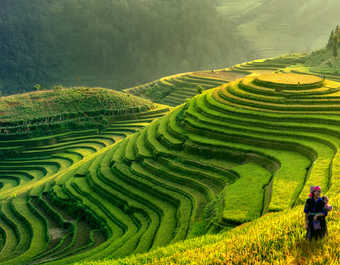 Paysage de rizières en terrasses au Vietnam