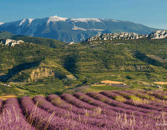 Paysages de lavandes en Provence avec vue sur le Mont Ventoux en France