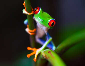 Rainette aux yeux rouge au Costa Rica