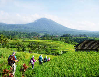Randonneurs dans les rizières de Jatiluwih, Bali, Indonésie