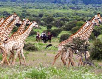 Safari à cheval dans le Mashatu, girafes - © Safari à cheval dans le Mashatu