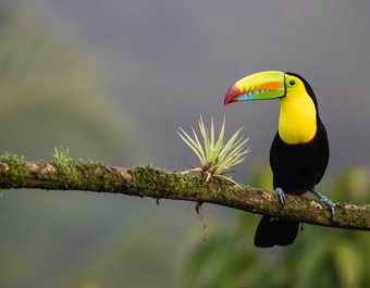 Toucan à bec carene