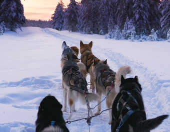 Traineau à chiens en Finlande