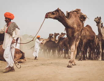 voyage Rajasthan, Inde du nord, festival de Pushkar