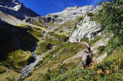 Bouquetin dans les Alpes du nord