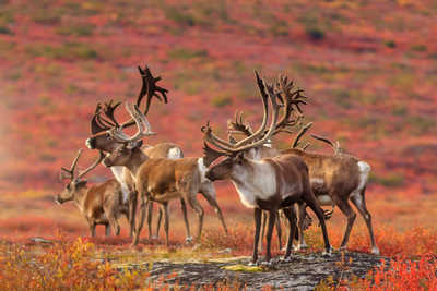 Caribou dans les rocheuses en automne au Canada.