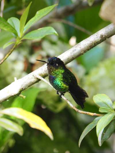 Colibri au Costa Rica