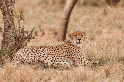 Guepard a Ol Pejeta conservancy, Kenya