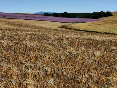 Le plateau de Valensole et ses couleurs estivales, Haute Provence