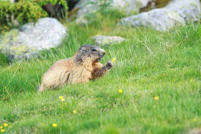 Marmotte en train de manger dans une prairie de montagne pyrénéeenne