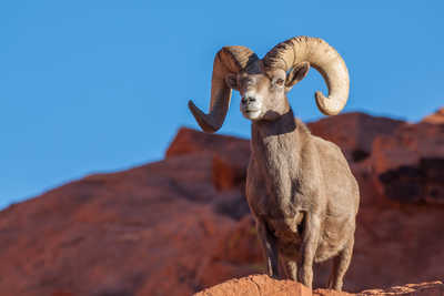 Mouflon du désert au Nevada aux USA