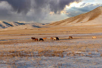 Paysage de Mongolie