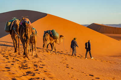 Randonneurs et chameaux dans le désert marocain