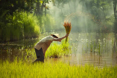 Repiquage de riz en Indonésie