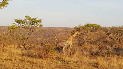 Une girafe rencontré en safari